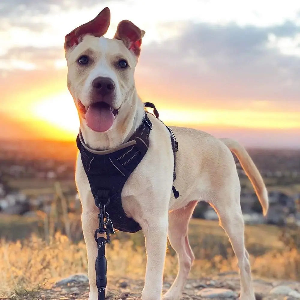 Dog Harness for Large Dogs No Pull Pet Harness with Soft Padded Handle Adjustable Reflective Vest with 2 Leash Clips