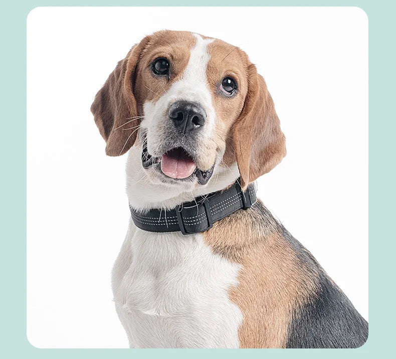 Dog Collar for Medium Dogs,Adjustable Pet Neck Band with Comfortable Soft Padding, Lifetime Durability, Heavy-Duty D-Ring